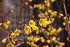 Forsythia suspensa flowers