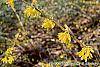 Forsythia suspensa var. sieboldii flowers
