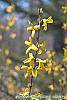 Forsythia 'Tremonia' flowers