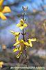 Forsythia 'Tremonia' flowers