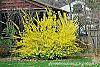 Forsythia viridissima habit