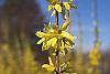 Forsythia viridissima flowers