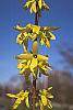 Forsythia viridissima flowers