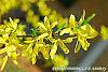 Forsythia viridissima flowers