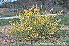 Forsythia viridissima 'Klein' habit