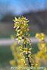 Forsythia viridissima 'Klein' flowers