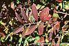 Forsythia viridissima var. koreana fall color