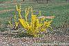 Forsythia 'Courtalyn' habit