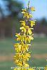 Forsythia 'Courtalyn' flowers