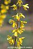 Forsythia 'Courtalyn'