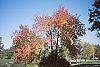 Fraxinus americana habit