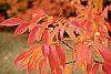 Fraxinus americana fall color