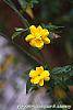 Jasminum mesnyi flowers
