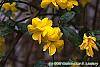 Jasminum mesnyi flowers