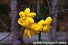Jasminum mesnyi flowers