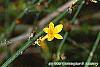 Jasminum nudiflorum flowers