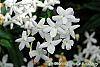 Jasminum polyanthum flowers