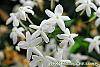 Jasminum polyanthum flowers