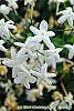 Jasminum polyanthum flowers