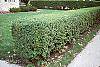 Ligustrum amurense habit
