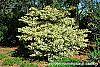 Ligustrum japonicum 'Jack Frost' habit