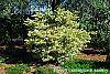 Ligustrum japonicum 'Jack Frost' habit