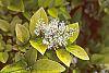 Ligustrum x vicaryi flowers