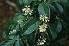 Osmanthus fragrans flowers