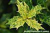 Osmanthus heterophyllus 'Goshiki' leaves