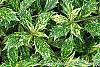Osmanthus heterophyllus 'Goshiki' leaves