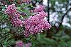 Syringa chinensis flowers