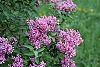 Syringa chinensis flowers