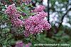 Syringa chinensis flowers