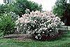 Syringa x persica 'Alba' habit