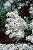 Syringa x persica 'Alba' flowers