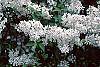 Syringa x persica 'Alba'