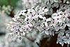 Syringa x persica 'Alba' flowers