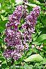 Syringa vulgaris 'Agincourt Beauty' flowers