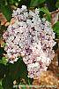 Syringa vulgaris 'Albert F. Holden' flowers