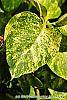 Syringa vulgaris 'Aucubaefolia' leaves