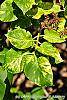 Syringa vulgaris 'Aucubaefolia' leaves