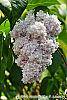 Syringa vulgaris 'Atheline Wilbur' flowers