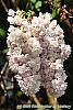 Syringa vulgaris 'Atheline Wilbur' flowers