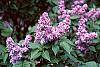 Syringa vulgaris 'Charlotte Morgan' flowers
