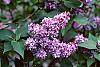 Syringa vulgaris 'Charlotte Morgan' flowers