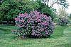 Syringa vulgaris 'Fuerst Buelow' habit