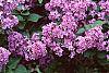 Syringa vulgaris 'Fuerst Buelow' flowers