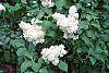 Syringa vulgaris 'General Sheridan' flowers