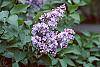 Syringa vulgaris 'Michelle Buchner' flowers