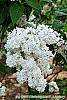 Syringa vulgaris 'Michelle Buchner' flowers